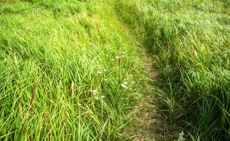 the road in the grass