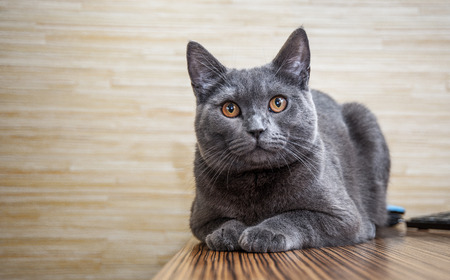 British shorthair cat lying on wooden table on wooden wall background with copy spaceの写真素材