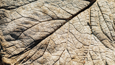 texture of leaf on cement backgroundの写真素材