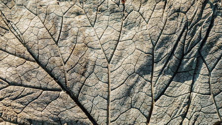 texture of leaf on cement backgroundの写真素材