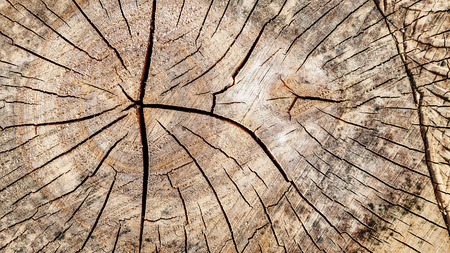 close up old wood stump texture backgroundの写真素材