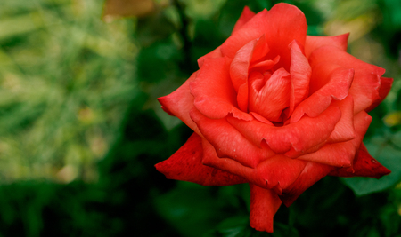 Blooming rose in the garden. Red Rose flower. Rose flowerの写真素材