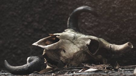 skull of a bull on a black wall background. selective focusの写真素材