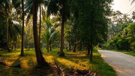 Sunset Light shine through palm trees in tropical jungle with roadの写真素材