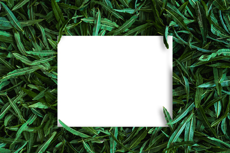layout made of tea leaves with white paper noteの写真素材