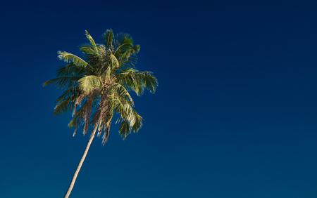 Perfect palm tree against a beautiful deep blue skyの写真素材