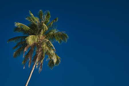 Perfect palm tree against a beautiful deep blue skyの写真素材