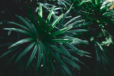 Tropical green leaves on dark background, plant conceptの写真素材