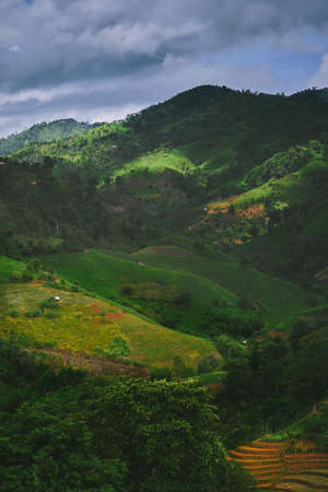Tea plantation Thailandの写真素材