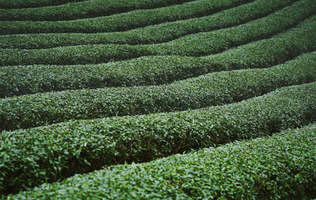 Tea plantation Thailandの写真素材
