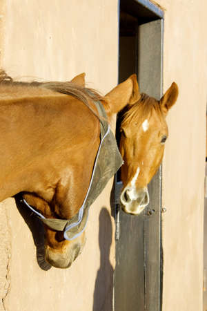 Horsesの写真素材