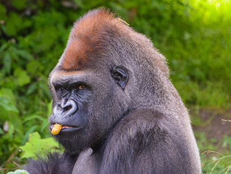 Gorilla eating, zoo Montrealの写真素材