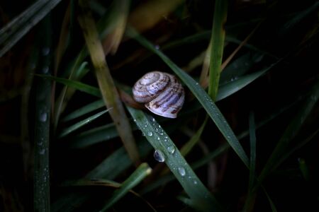 snail on grassの写真素材