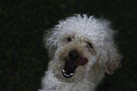 lazy dog ??in grassの写真素材