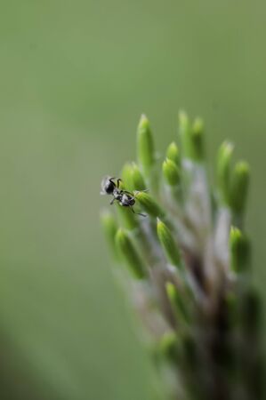 A nice close-up photo of antの写真素材