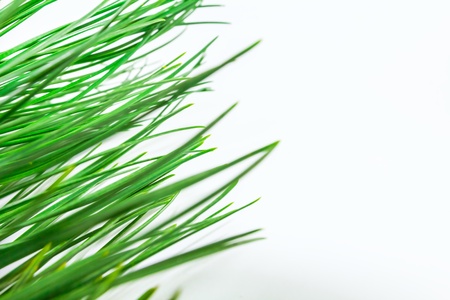 evergreensの写真素材