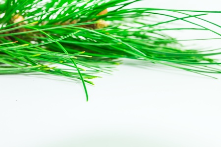 evergreensの写真素材