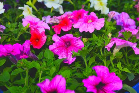 Pack Of Petunia Seedlings Ready For gardenの写真素材