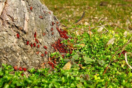 colony of red beetles came out the spring sunbathing at the foot an old oak