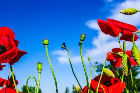 Red poppies on spring meadow and strongly polarized blue sky の写真素材