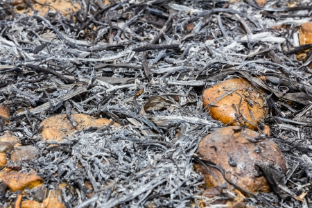 details of the landscape after a swift wildfireの写真素材