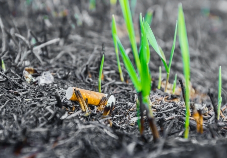 After fire again popping up young plants, life goes onの写真素材