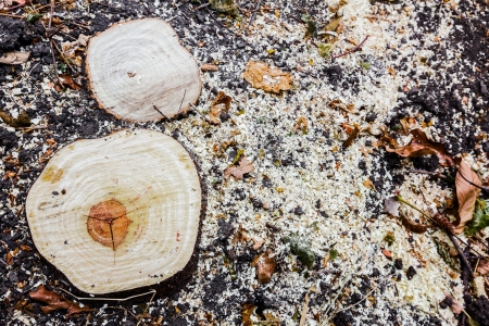 tree stub, deforestationの写真素材