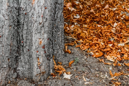 Orange leaves lay fallen around a tree trunk の写真素材