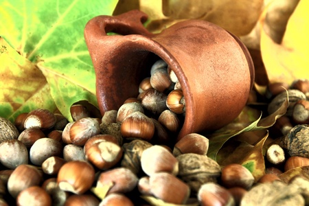 Nuts and hazelnuts spilled from ceramic pot on background autumn leavesの写真素材