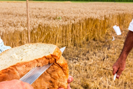 Slicing bran bread for traditional breakfast in the open at the time of harvestの写真素材