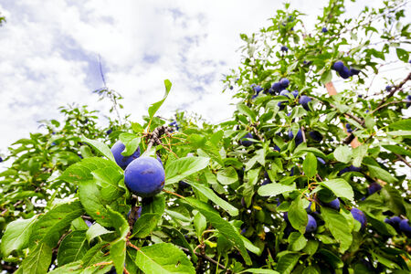 Ripe plum on the branch among the green leaves before harvest