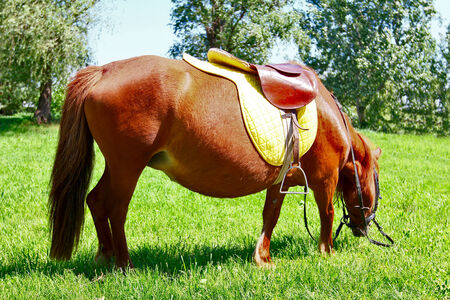 Saddled brown pony horse grazing in the meadow.の写真素材