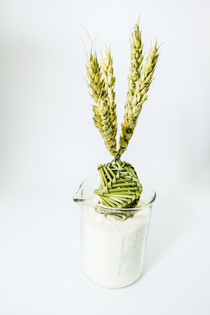 Wheat weaving is traditionally done at harvest time by interlacing wheat stalks in intricate patterns. の写真素材