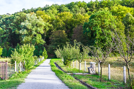 Road winding through fields in the forest.の写真素材