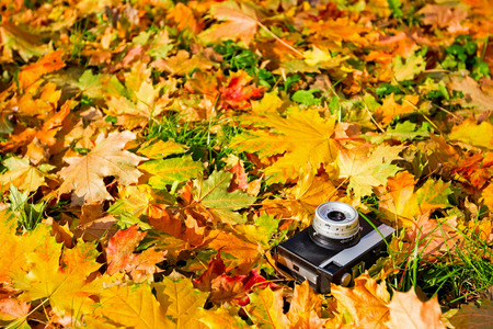 Vintage film photo camera on autumn colorful leaves.の写真素材