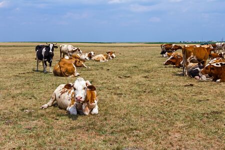 Cows and young heifers are relaxing quietly in the meadow on summer pasture.の写真素材