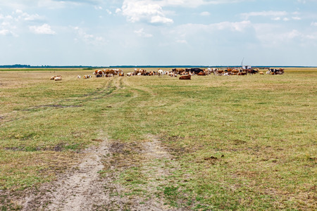 Cows and young heifers are relaxing quietly in the meadow on summer pasture.の写真素材