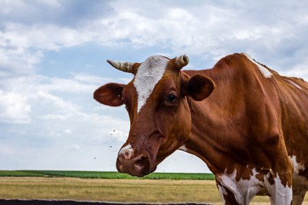 Cow looking at the camera, portrait with moody background.の写真素材