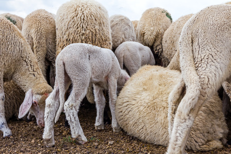 Large number sheep are resting on the meadow after grazing.の写真素材