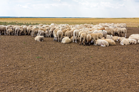 Large number sheep are resting on the meadow after grazing.の写真素材