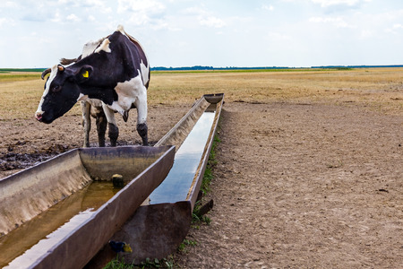 Cow, heifer is standing by a water metal trough in the summer meadow.の写真素材