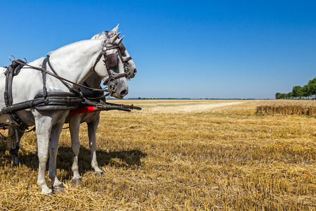 Pair of grey draft horses is ready to go working on the farm.の写真素材