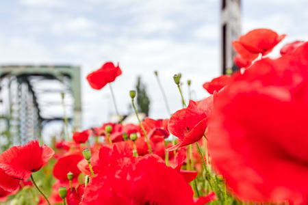 View on beautiful bright red poppy flowers next the railroad bridge in spring.の写真素材