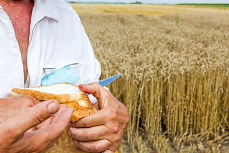 Male hands are slicing homemade bread at harvest time.