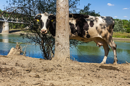 Cow is grazing, downhill is tree next to the river in background.の写真素材