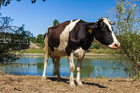 Cow is grazing, downhill is tree next to the river in background.の写真素材