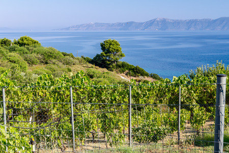 View on the fenced vineyard at Mediterranean seaの写真素材