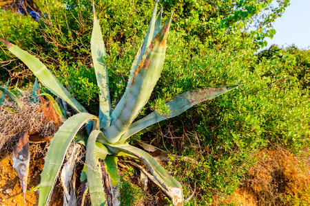 Close up view on huge Aloe Vera plant with one leaf is missing in her natural habitat.の写真素材
