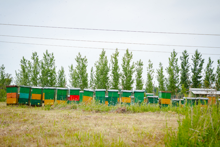 Wooden colorful beehives in a row are placed on a meadow.