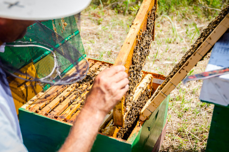 Beekeeper is taking out the honeycomb on wooden frame to control situation in bee colony.